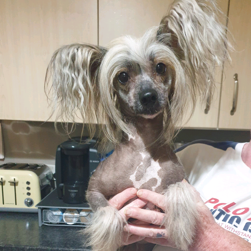 chinese crested gumtree